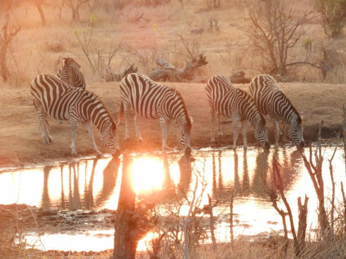 Bongan Safari Lodge Mbabat Ngoại thất bức ảnh